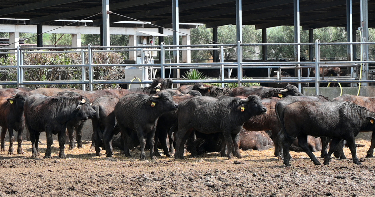 Gli allevatori bufalini contestano le dichiarazioni del Consorzio della Mozzarella