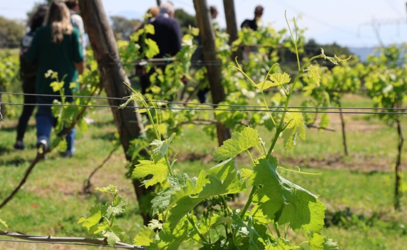L’eccellenza delle Cantine Federiciane: dai Campi Flegrei al Vinitaly<br><br>