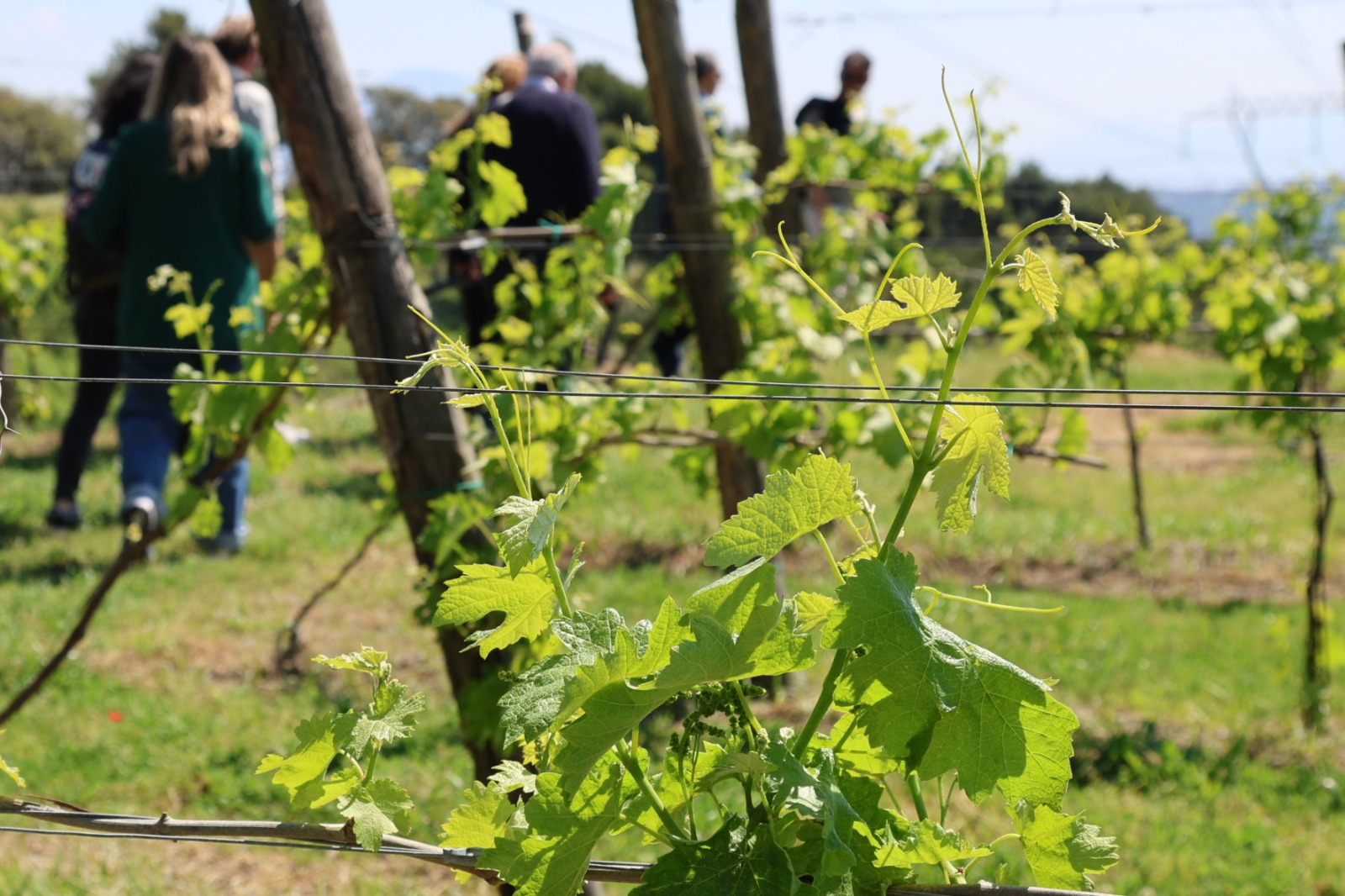 L’eccellenza delle Cantine Federiciane: dai Campi Flegrei al Vinitaly